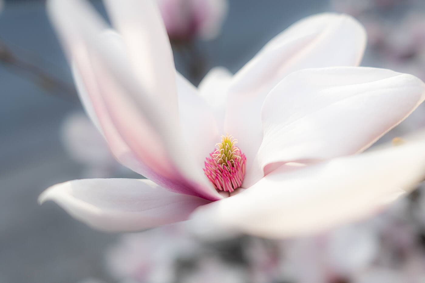 Magnolia en fleurs