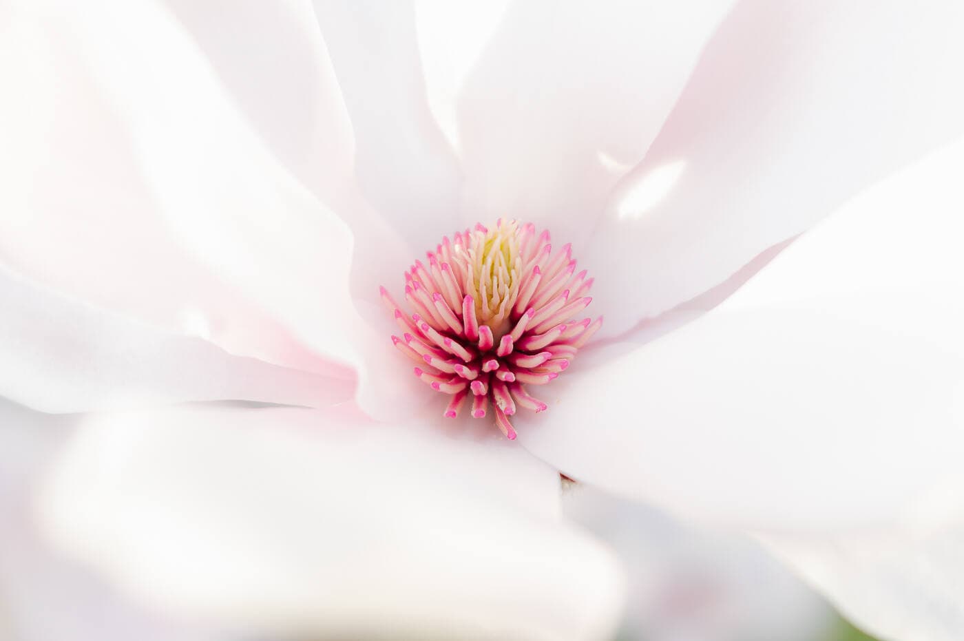Composition florale Magnolia